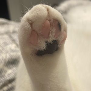 Meet your Posher, Jean